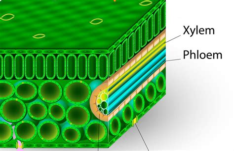 ️ Xylem examples. Xylem. 2019-02-24