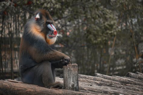 Brown Monkey on Brown Rope Eating · Free Stock Photo