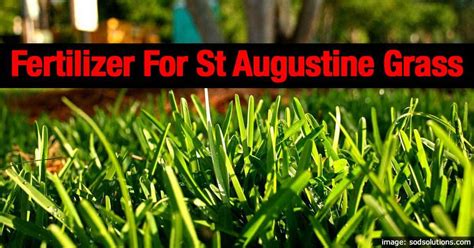 Best Fertilizer For St Augustine Grass | PlantCareToday