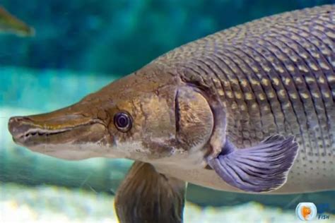 Alligator Gar Size | 9 Interesting Facts You Must Know