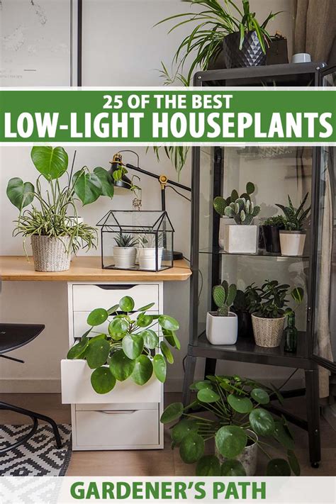 Low Light Kitchen Plants – Things In The Kitchen