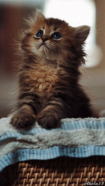 Google+ | Best cat gifs, Cute animals, Cat gif