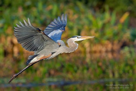 Great Blue Heron in Flight 3152 | Great Blue Heron in flight… | Flickr