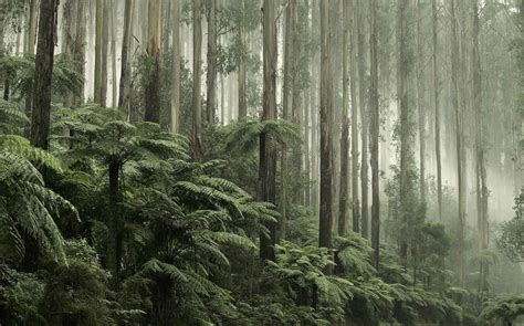 Australian Rainforest | WALLPAPER - Grafico Group