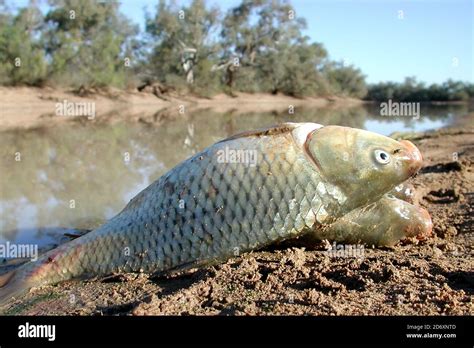 Introduced European Carp at the edge of the Darling River NSW Australia ...