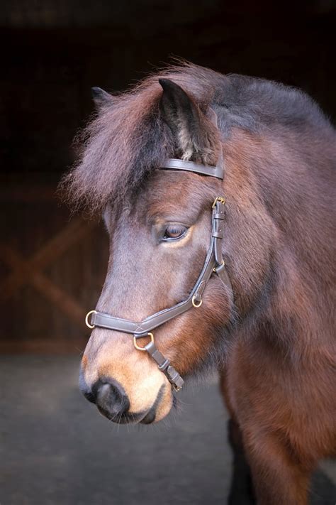 Why use a cavesson at all? | Learn Lunging