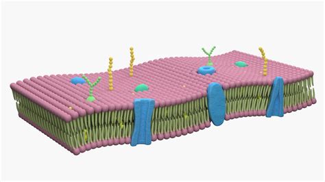 Cell Membrane Lipid Bilayer - 3D Model by esfey