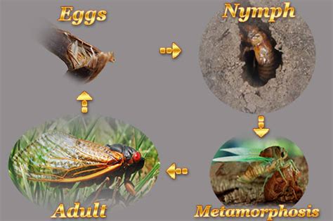 Cicada life cycle - ukraineboy