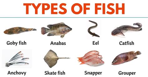 Types Of Fish Names