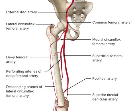 Thigh: Anatomy | Concise Medical Knowledge