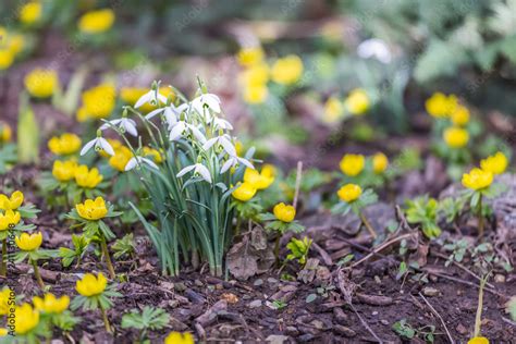 snowdrops in the garden Stock-Foto | Adobe Stock