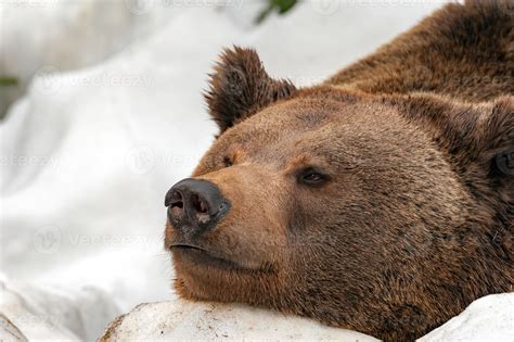 brown bear on the snow background 12221977 Stock Photo at Vecteezy