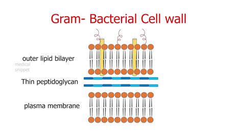 Penicillin and Beta lactam Antibiotics | Mechanism of Action and ...