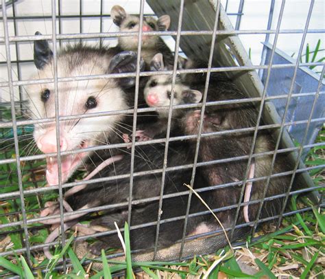 Opossum Trapping - How to Trap a Possum