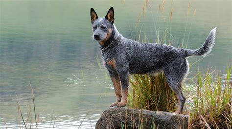 A pair of Australian Cattle Dogs displaying their intelligence and ...