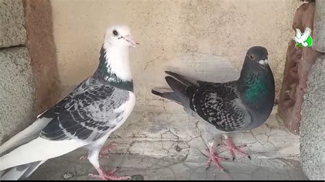 RACER HUMAR BREEDING PAIR FOR SALE 📱:- 6300 166 943 - HYD-INDIA/RK LOFT ...