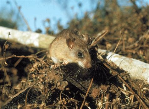 -Peromyscus perfulvus in elevated vegetation, which is typical for the ...