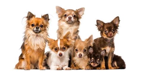 Chihuahua Growth and Weight Chart (Male & Female) - K9 Web