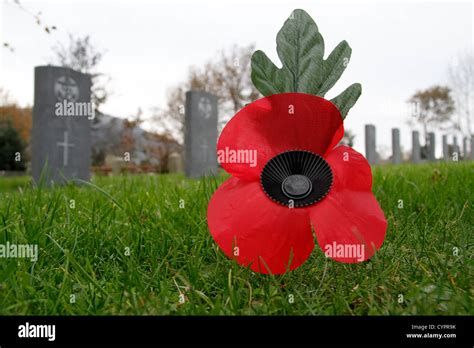 Remembrance Day poppy in cemetery Stock Photo - Alamy