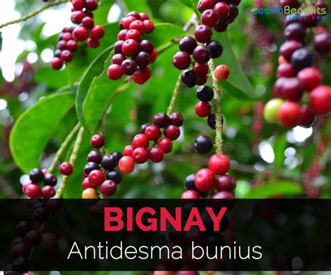 Bignay Facts and Health Benefits