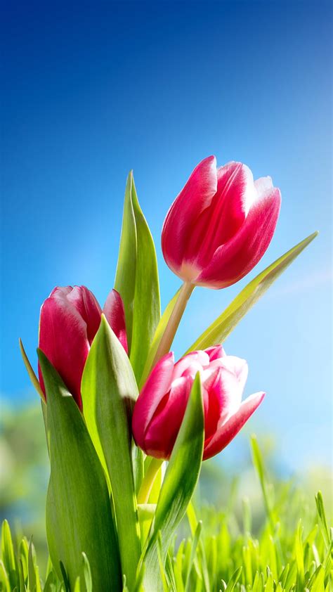 Tulip, flower, pink, grass, nature, sunny, HD phone wallpaper | Peakpx