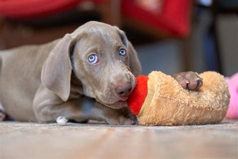 How to Train a Weimaraner: 10 Expert Tips & Common Mistakes – Dogster