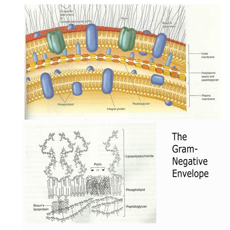 Gram Positive Cell Wall Diagram