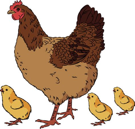 Clipart chicken chick, Clipart chicken chick Transparent FREE for ...