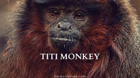 Titi Monkey - Profile | Facts | Size | Baby | Diet - Primates Park