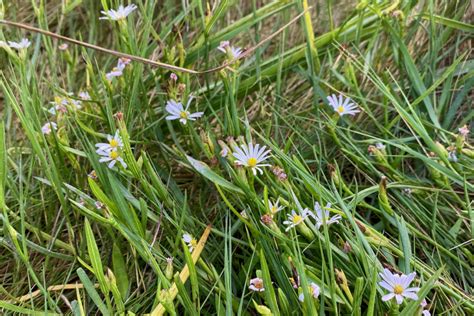 Wildflower Wednesday: Perennial Salt Marsh Aster – Seashore to Forest Floor