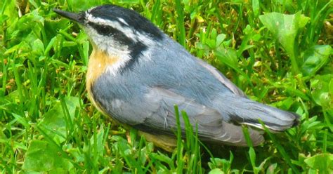 Cannundrums: Red-Breasted Nuthatch