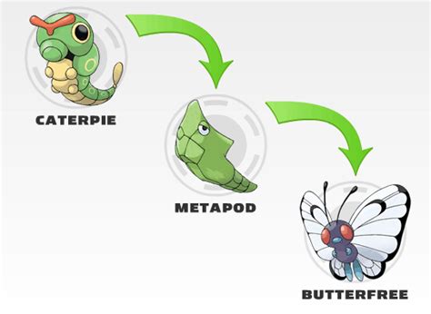 Metapod 011 | Wiki | Pokémon Amino