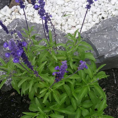 Salvia farinacea 'Victoria Blue', Salvia 'Victoria Blue' in GardenTags ...