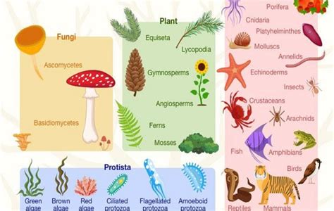 Klasifikasi Makhluk Hidup dalam Biologi, Tujuan dan Sistemnya