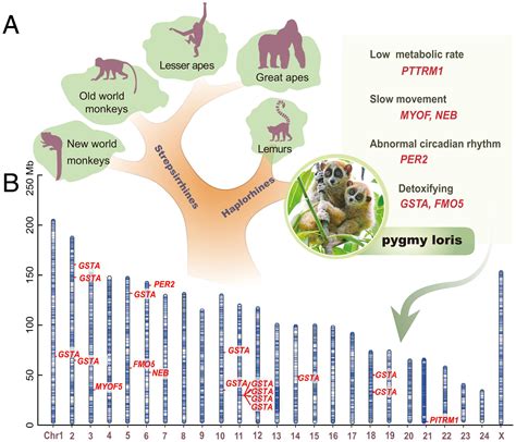 Functional genomics analysis reveals the evolutionary adaptation and ...