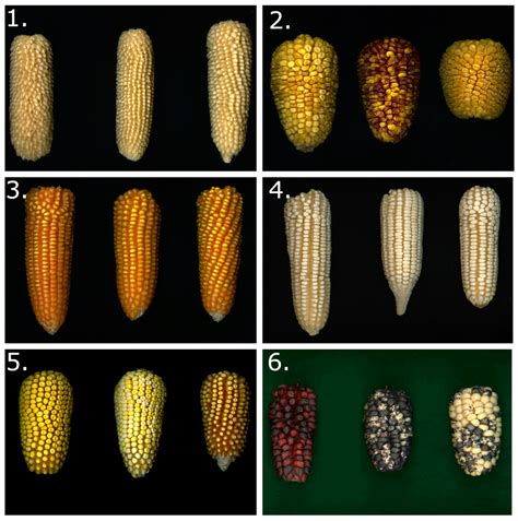 Agronomy | Free Full-Text | Conservation and Use of Latin American ...