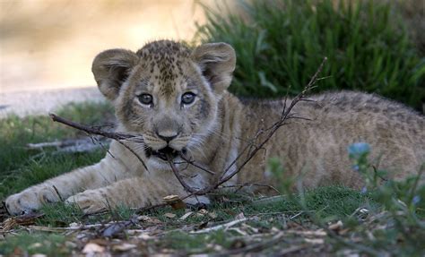 S.F. Zoo introduces 2-month-old male lion cub with pride - San ...