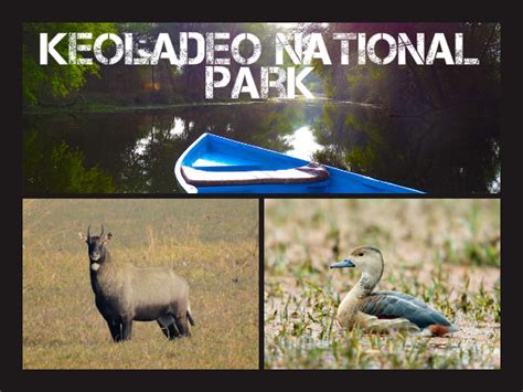 Bird Watching and Nature Trails in Keoladeo National Park - Nativeplanet