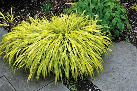 Ornamental Grasses — A Few Thoughts - Greenhouse Grower