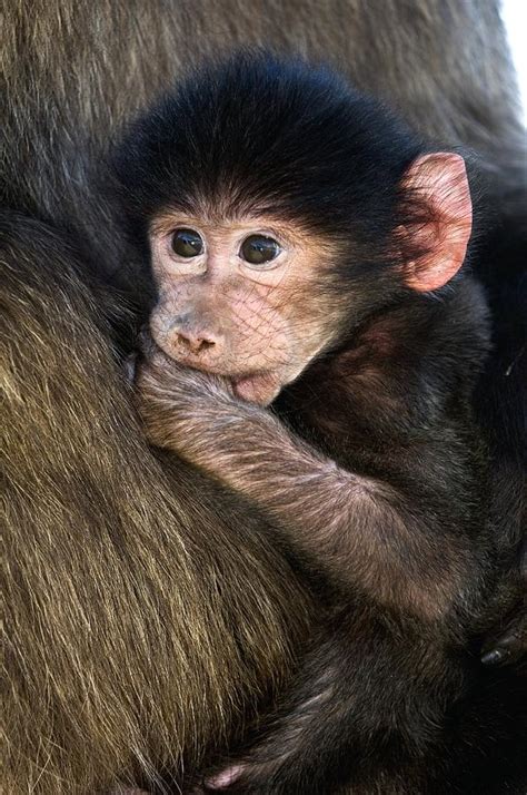 Young Chacma Baboon Photograph by Tony Camacho | Fine Art America