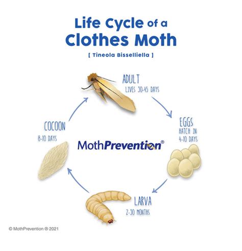 Identifying Clothes & Carpet Moths - Webbing Clothes Moth / Case-Beari