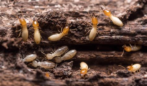 Termite Extermination - Licence To Kill Pest Control