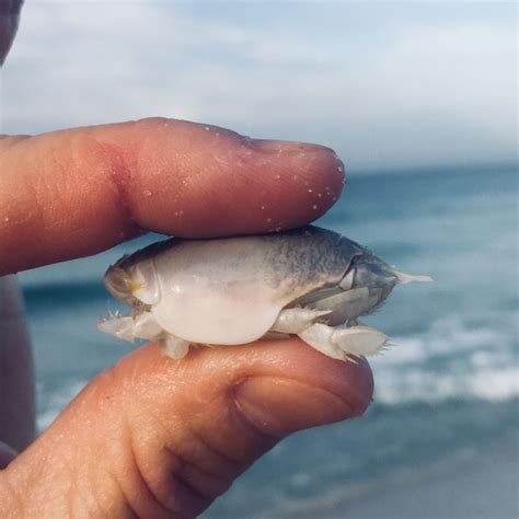 How To Catch Pompano From The Surf - The Angler Within Beach Fishing ...