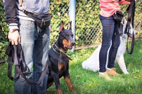 How to Train a Doberman: The Complete Guide – Doberman Planet