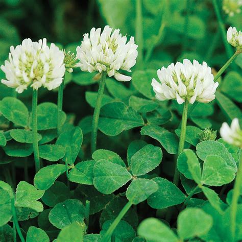 White Clover Seed - Shelmerdine Garden Center