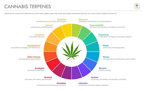 Printable Terpenes Cannabinoids Chart