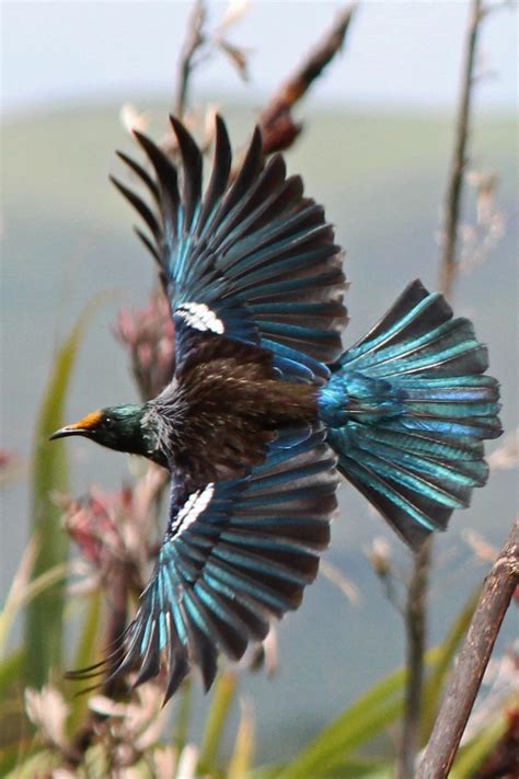 Tui | New Zealand Birds Online