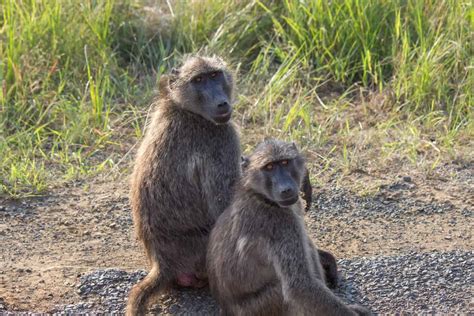 Chacma Baboon - Wildlife Vagabond