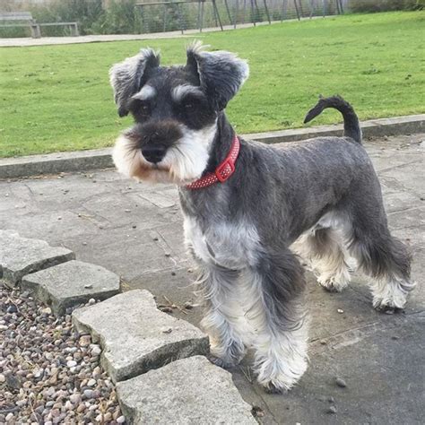 Miniature Schnauzer Dog Breed Information, Images, Characteristics, Health