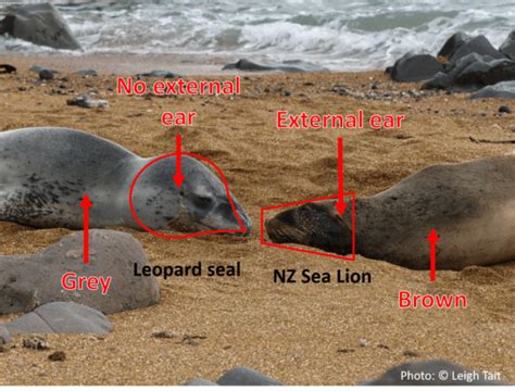 Fact sheet leopard seals